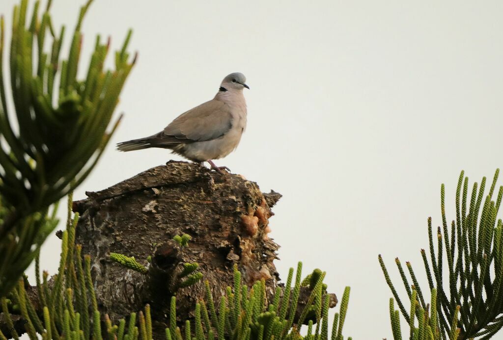 Tourterelle du Cap mâle adulte nuptial, chant