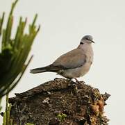 Ring-necked Dove