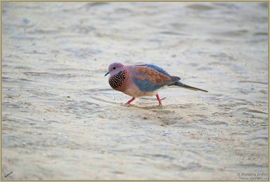 Laughing Dove male adult breeding, courting display