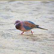 Laughing Dove