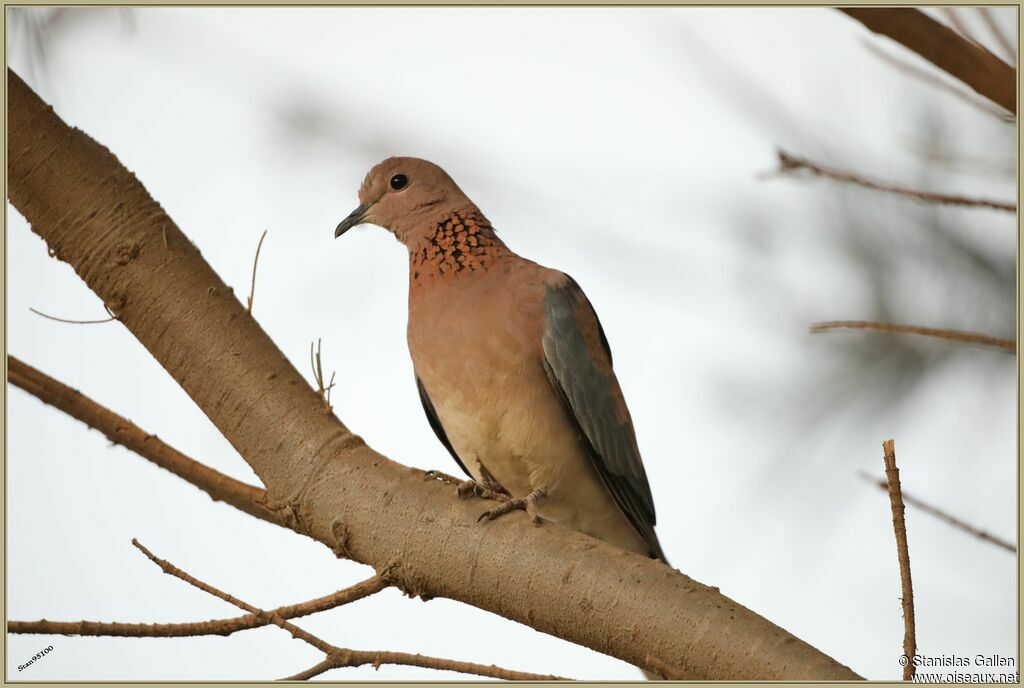 Laughing Dove male adult