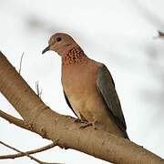 Laughing Dove