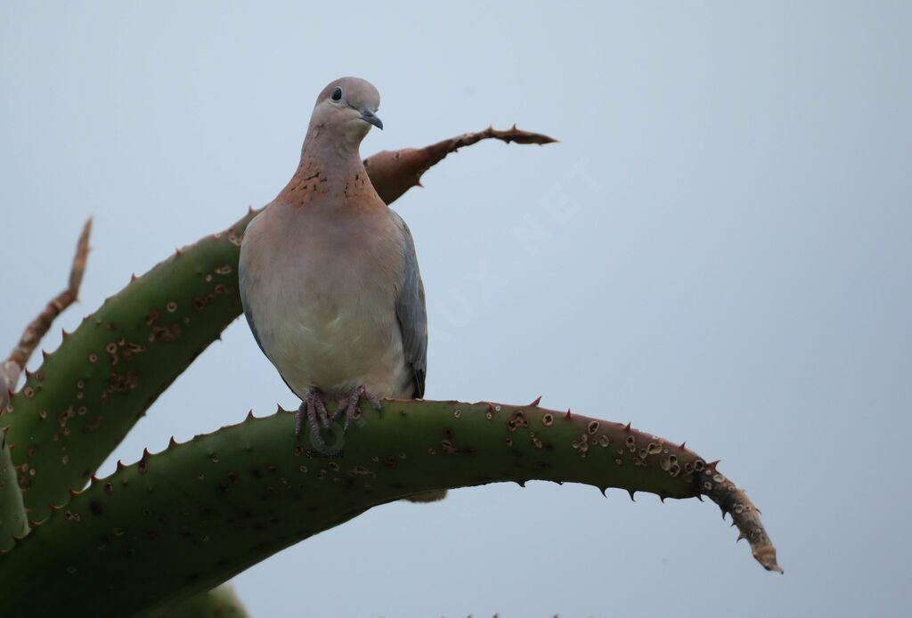 Laughing Doveadult, close-up portrait