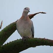 Laughing Dove