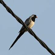 Namaqua Dove