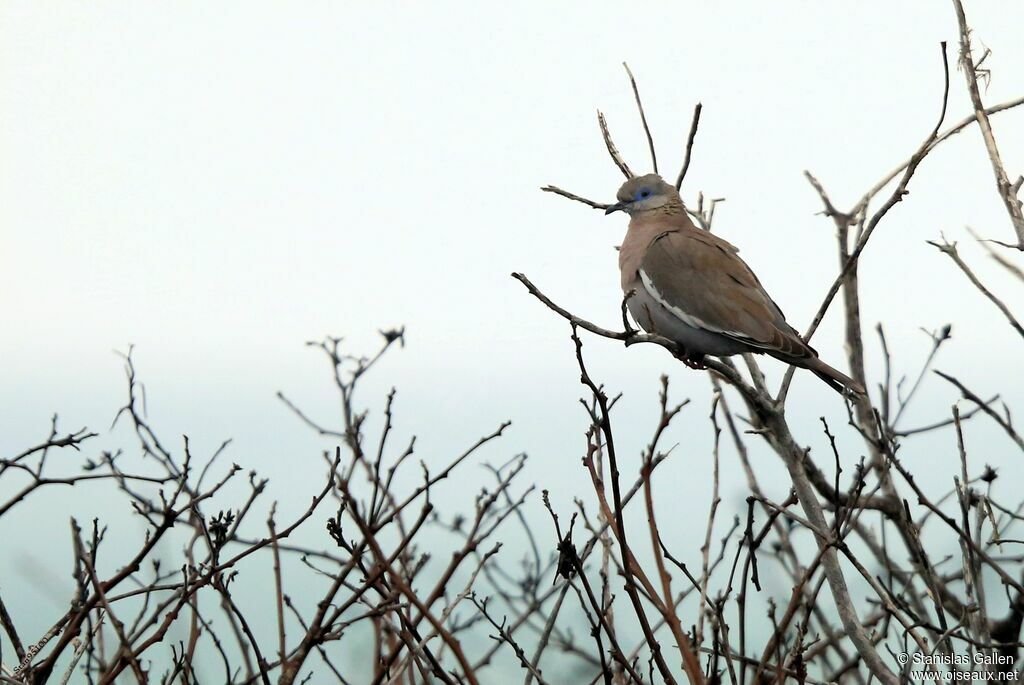 West Peruvian Doveadult