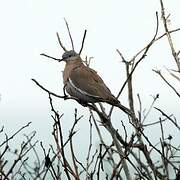 West Peruvian Dove