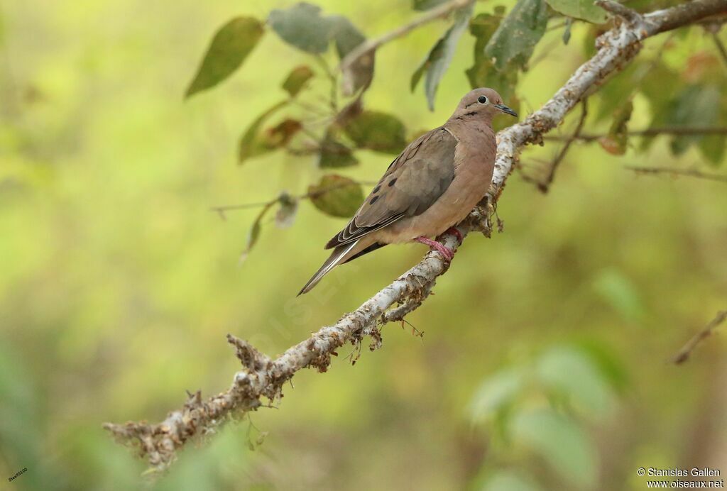 Eared Doveadult