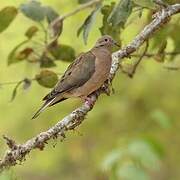 Eared Dove