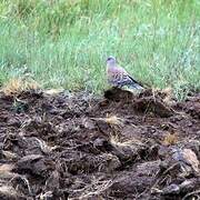 Oriental Turtle Dove