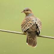 Oriental Turtle Dove