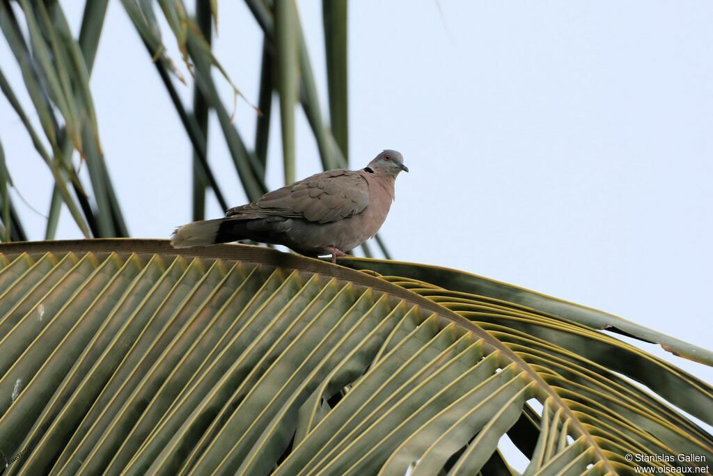 Mourning Collared Doveadult