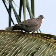 Mourning Collared Dove