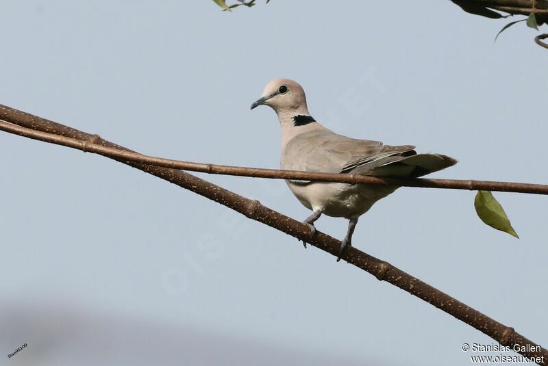 African Collared Doveadult