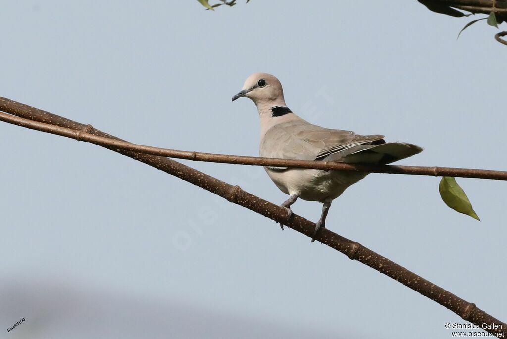 African Collared Doveadult