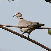 African Collared Dove