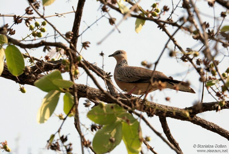 Spotted Dove male adult breeding