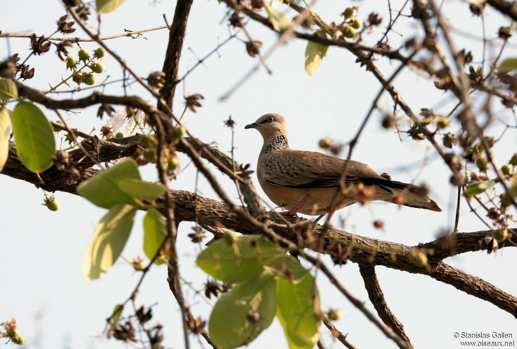 Spotted Dove male adult breeding