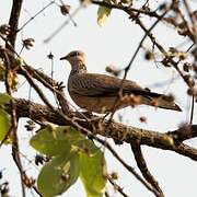 Spotted Dove