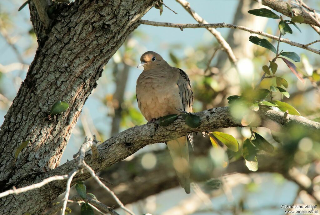 Mourning Doveadult, close-up portrait