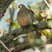 Mourning Dove