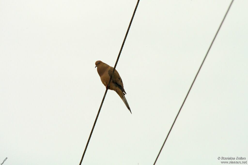 Mourning Dove