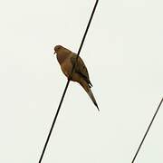 Mourning Dove