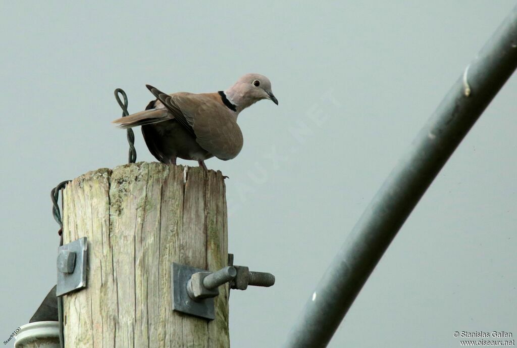 Eurasian Collared Doveadult post breeding