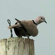 Eurasian Collared Dove