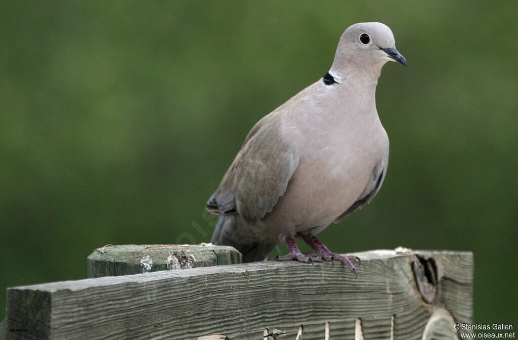 Eurasian Collared Dove