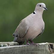 Eurasian Collared Dove