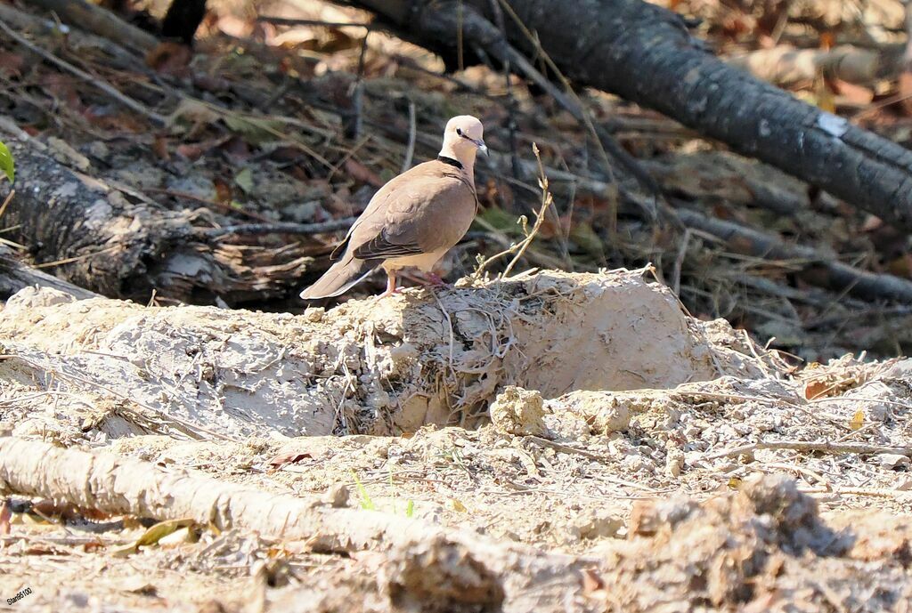 Vinaceous Doveadult, walking