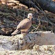 Vinaceous Dove