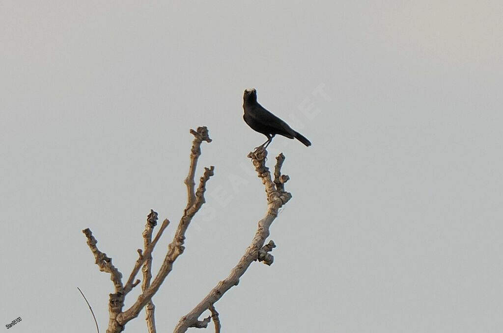 White-fronted Black Chat male adult post breeding