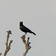 White-fronted Black Chat