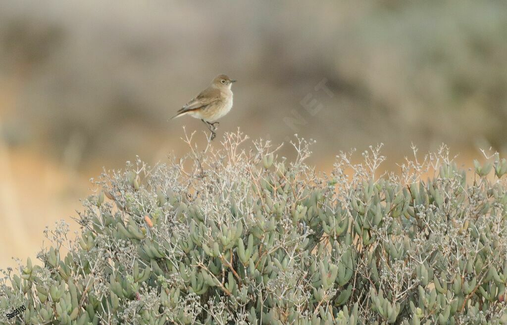 Sickle-winged Chatadult breeding