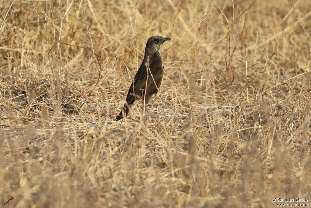 Anteater Chatadult