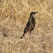 Anteater Chat