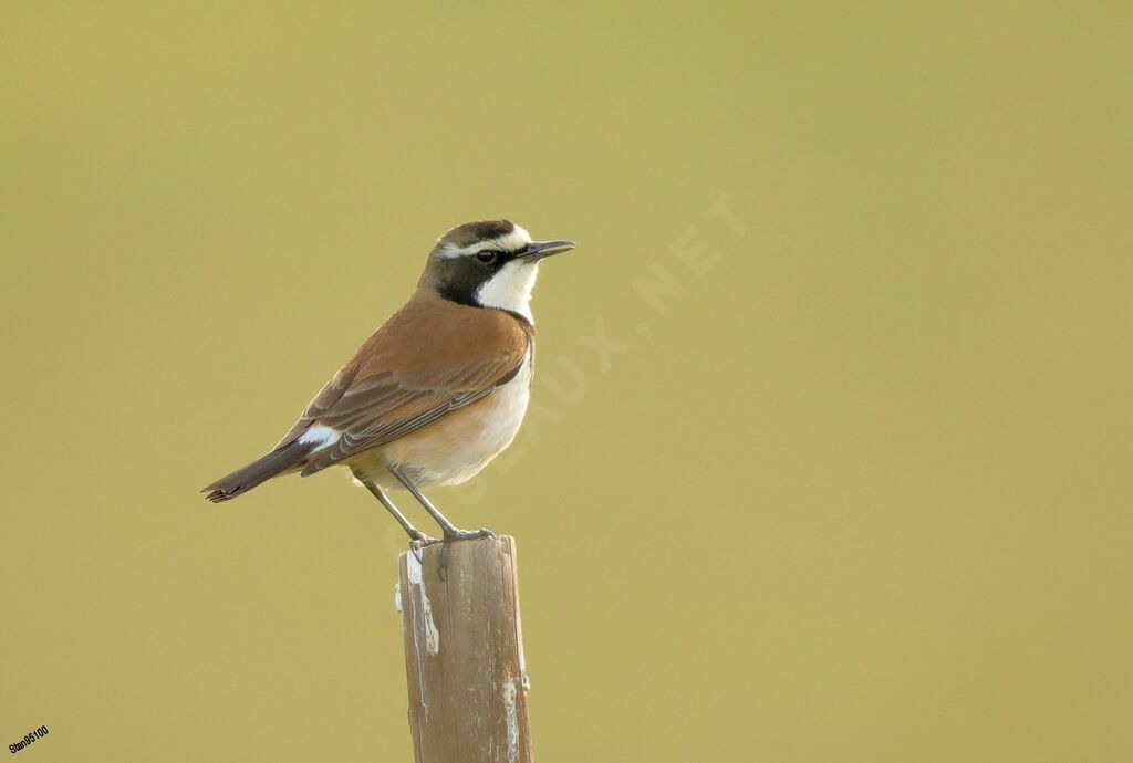 Capped Wheatear male adult breeding, song