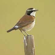 Capped Wheatear