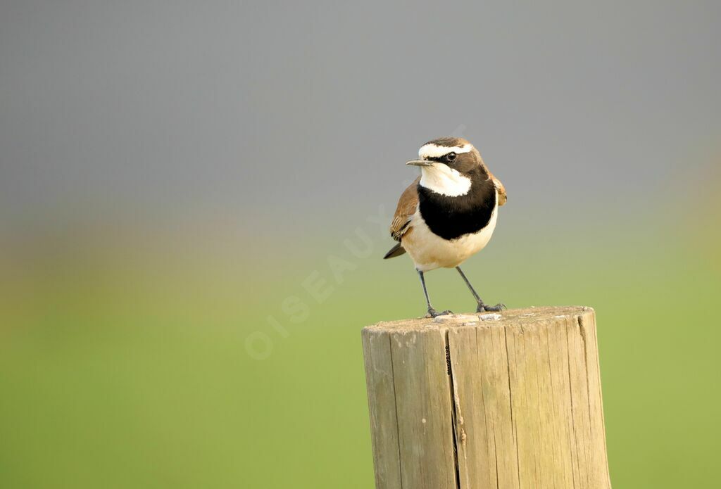 Capped Wheatear male adult breeding