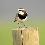 Capped Wheatear