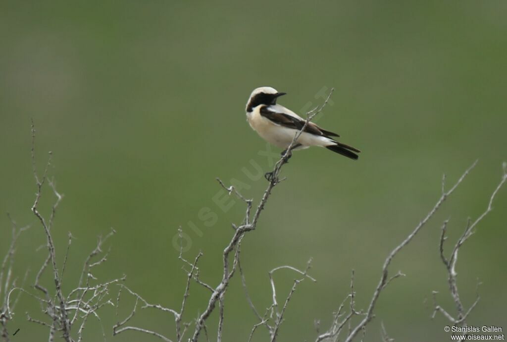 Desert Wheatear male adult breeding