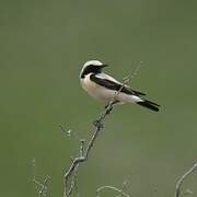 Desert Wheatear