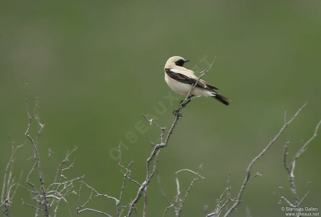 Desert Wheatear male adult breeding