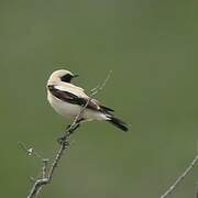 Desert Wheatear