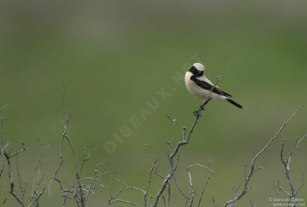 Desert Wheatear male adult breeding, pigmentation, fishing/hunting