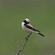 Desert Wheatear