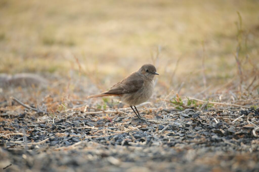 Familiar Chatadult post breeding, walking