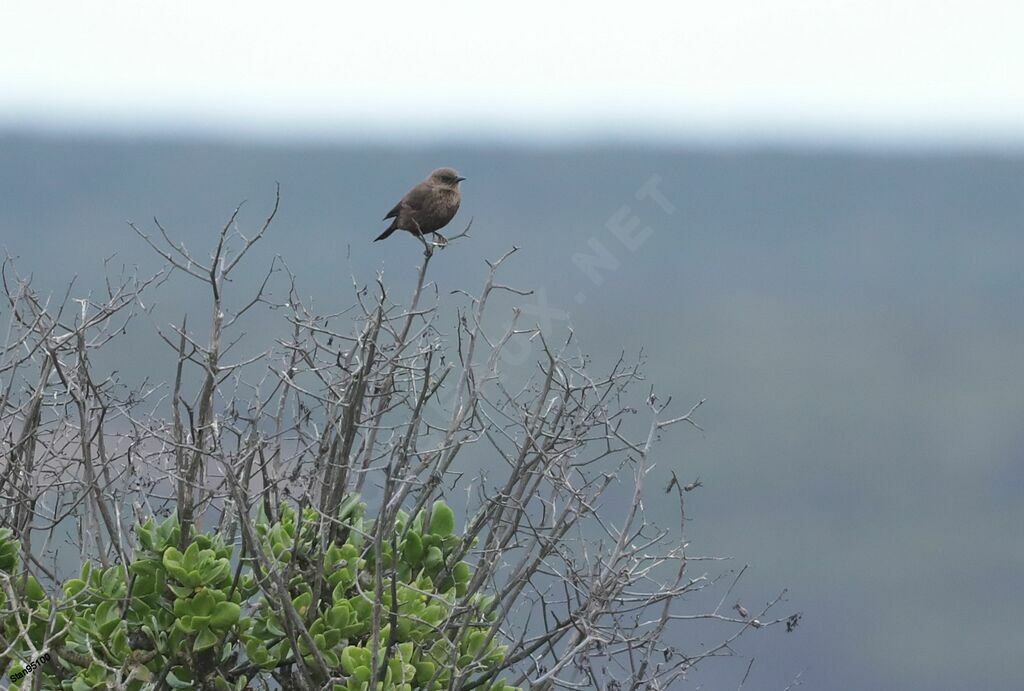 Ant-eating Chat female adult